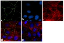 Invitrogen ZO-1 Monoclonal Antibody (ZO1-1A12), Alexa Fluor 488 100 &mu;g;