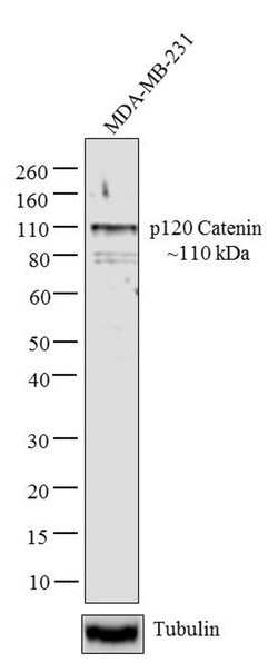 Invitrogen delta Catenin Monoclonal Antibody (6H11) 100 &mu;L; Unconjugated:Antibodies,