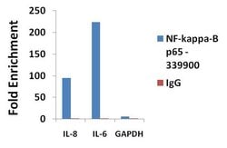 Invitrogen NFkB p65 Monoclonal Antibody (2A12A7) 100 &mu;g; Unconjugated:Antibodies,