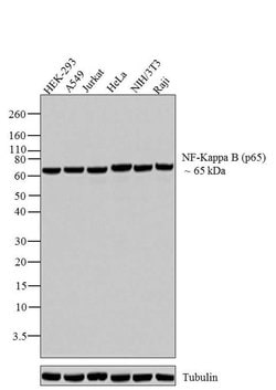 Invitrogen NFkB p65 Monoclonal Antibody (2A12A7) 100 &mu;g; Unconjugated:Antibodies,