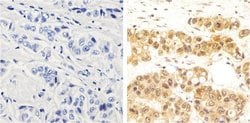 Invitrogen NFkB p65 Monoclonal Antibody (2A12A7) 100 &mu;g; Unconjugated:Antibodies,