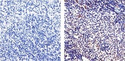 Invitrogen NFkB p65 Monoclonal Antibody (2A12A7) 100 &mu;g; Unconjugated:Antibodies,