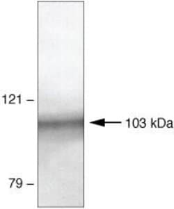 Invitrogen PSD93 Polyclonal Antibody 100 &mu;g; Unconjugated:Antibodies,