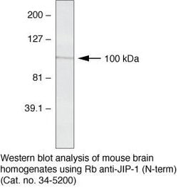 Invitrogen JIP1 Polyclonal Antibody 100 &mu;g; Unconjugated:Antibodies,