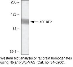 Invitrogen MAG Polyclonal Antibody 100 &mu;g | Buy Online | Invitrogen&trade; | Fisher Scientific