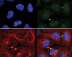 Invitrogen Cdc14B Polyclonal Antibody 100 &mu;g; Unconjugated:Antibodies,