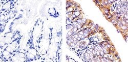 Invitrogen Claudin 3 Polyclonal Antibody 100 &mu;g; Unconjugated:Antibodies,