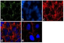Invitrogen&trade;&nbsp;Claudin 16 Polyclonal Antibody