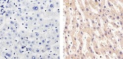 Invitrogen CD146 Polyclonal Antibody 100 &mu;g; Unconjugated:Antibodies,