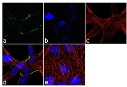 Invitrogen Claudin 7 Polyclonal Antibody 100 &mu;g; Unconjugated:Antibodies,