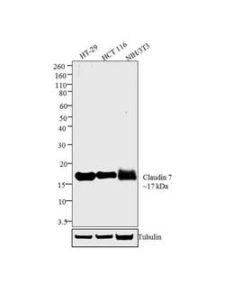 Invitrogen Claudin 7 Polyclonal Antibody 100 &mu;g; Unconjugated:Antibodies,