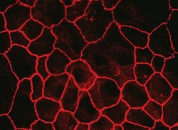 Invitrogen Claudin 7 Polyclonal Antibody 100 &mu;g; Unconjugated:Antibodies,