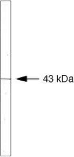 Invitrogen RAD51 Monoclonal Antibody (3C10) 100 &mu;g | Buy Online | Invitrogen&trade; | Fisher Scientific