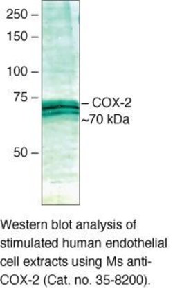 Invitrogen COX2 Monoclonal Antibody (COX 229) 100 &mu;g; Unconjugated:Antibodies,