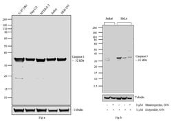 Invitrogen Caspase 3 Monoclonal Antibody (4-1-18) 100 &mu;g; Unconjugated:Antibodies,