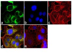 Invitrogen MUC4 Monoclonal Antibody (1G8) 100 &mu;g; Unconjugated:Antibodies,