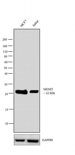 Invitrogen MGMT Monoclonal Antibody (MT23.2) 100 &mu;g; Unconjugated:Antibodies,