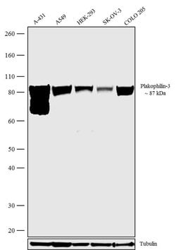 Invitrogen PKP3 Monoclonal Antibody (23E3/4) 100 &mu;g; Unconjugated:Antibodies,