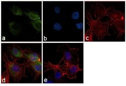 Invitrogen COX2 Monoclonal Antibody (COX 229) 100 &mu;g; Unconjugated:Antibodies,
