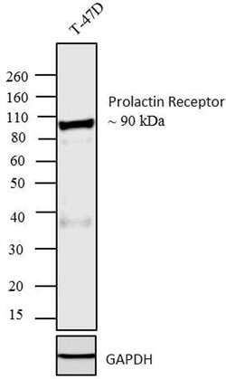Invitrogen Prolactin Receptor Monoclonal Antibody (1A2B1) 100 &mu;g; Unconjugated:Antibodies,