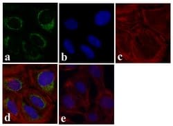 Invitrogen JNK1 Monoclonal Antibody (4A2G12) 100 &mu;g; Unconjugated:Antibodies,