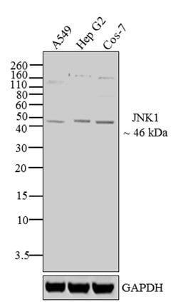 Invitrogen JNK1 Monoclonal Antibody (4A2G12) 100 &mu;g; Unconjugated:Antibodies,