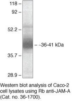 Invitrogen JAM-A (CD321) Polyclonal Antibody 100 &mu;g | Buy Online | Invitrogen&trade; | Fisher Scientific