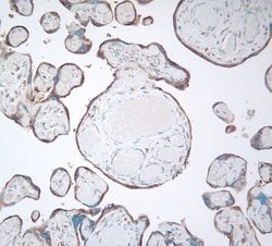 Invitrogen GRP94 Polyclonal Antibody 100 &mu;g; Unconjugated:Antibodies,