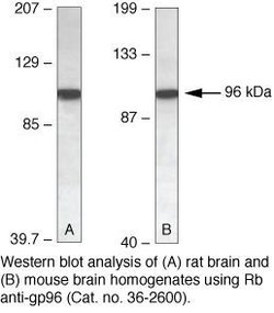 Invitrogen GRP94 Polyclonal Antibody 100 &mu;g; Unconjugated:Antibodies,