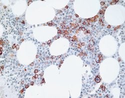 Invitrogen CD138 Polyclonal Antibody 100 &mu;g; Unconjugated:Antibodies,