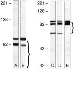TLR4 Polyclonal Antibody, Invitrogen 100 &mu;g; Unconjugated:Antibodies,
