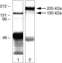 Invitrogen ZO-3 Polyclonal Antibody 100 &mu;g; Unconjugated:Antibodies,