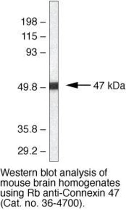 Invitrogen Connexin 47 Polyclonal Antibody 100 &mu;g; Unconjugated:Antibodies,
