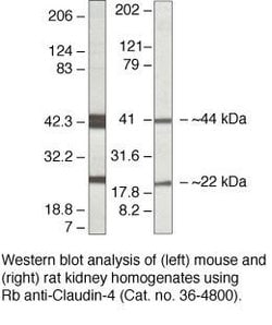 Invitrogen Claudin 4 Polyclonal Antibody (ZMD.306) 100 &mu;g; Unconjugated:Antibodies,