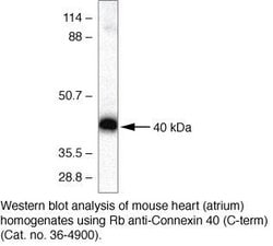 Invitrogen Connexin 40 Polyclonal Antibody 100 &mu;g; Unconjugated:Antibodies,