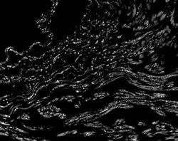 Invitrogen Connexin 40 Polyclonal Antibody 100 &mu;g; Unconjugated:Antibodies,