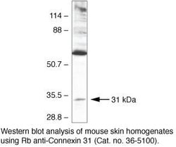 Invitrogen Connexin 31 Polyclonal Antibody 100 &mu;g; Unconjugated:Antibodies,