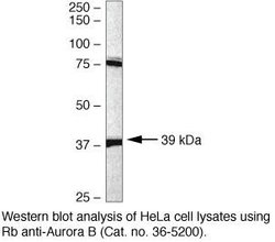 Invitrogen Aurora B Polyclonal Antibody 100 &mu;g; Unconjugated:Antibodies,