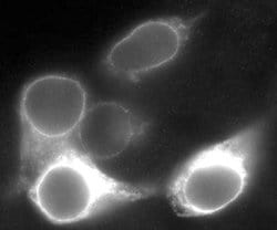 Invitrogen LRP5 Polyclonal Antibody 100 &mu;g; Unconjugated:Antibodies,