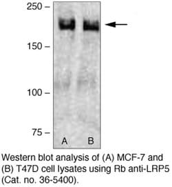 Invitrogen LRP5 Polyclonal Antibody 100 &mu;g; Unconjugated:Antibodies,