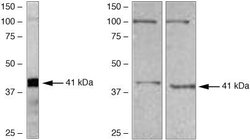 Invitrogen WNT1 Polyclonal Antibody 100 &mu;g; Unconjugated:Antibodies,