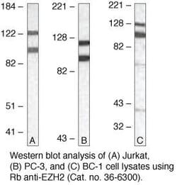 Invitrogen EZH2 Polyclonal Antibody 100 &mu;g; Unconjugated:Antibodies,
