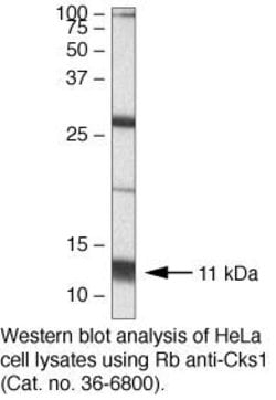 Invitrogen CKS1 Polyclonal Antibody 100 &mu;g; Unconjugated:Antibodies,