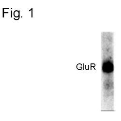 Phospho-GluR1 (Ser845) Polyclonal Antibody, Invitrogen 150 &mu;L; Unconjugated:Antibodies,