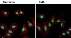 Invitrogen Phospho-ERK1/ERK2 (Thr202, Tyr204) Polyclonal Antibody 100 &mu;L;