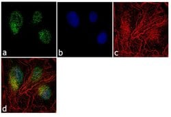 Invitrogen&trade;&nbsp;PEBP1 Polyclonal Antibody