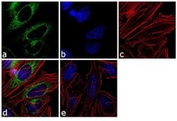 Invitrogen GRP94 Polyclonal Antibody 100 &mu;g; Unconjugated:Antibodies,