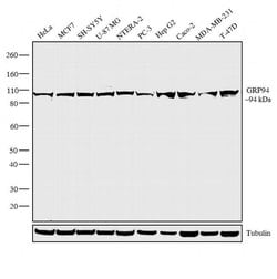 Invitrogen GRP94 Polyclonal Antibody 100 &mu;g; Unconjugated:Antibodies,