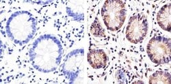 Invitrogen ZO-3 Polyclonal Antibody 100 &mu;g; Unconjugated:Antibodies,