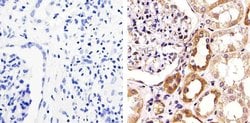 Invitrogen ZO-3 Polyclonal Antibody 100 &mu;g; Unconjugated:Antibodies,